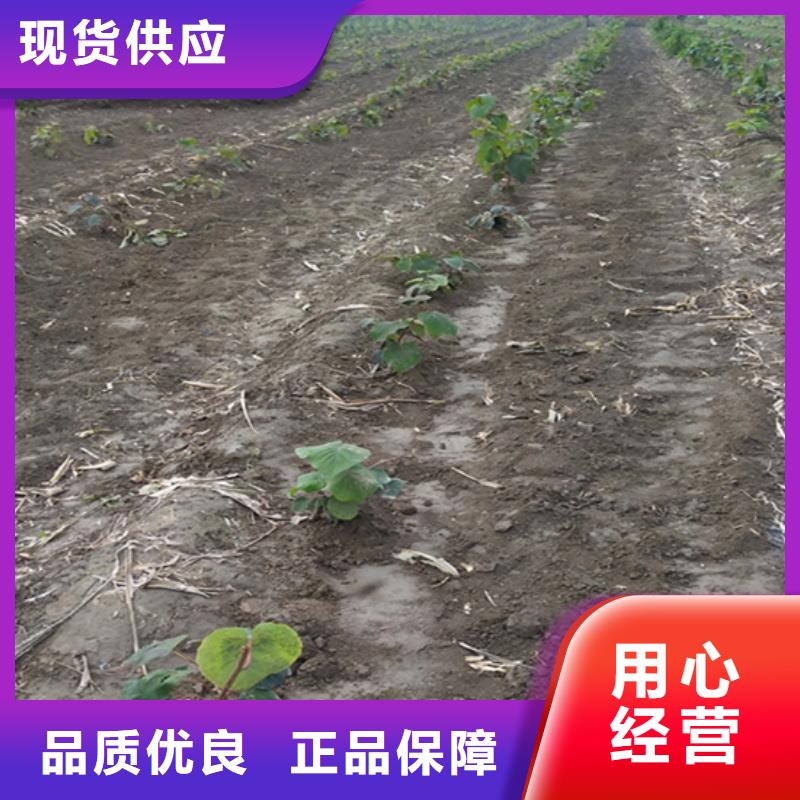 猕猴桃西瓜苗层层质检