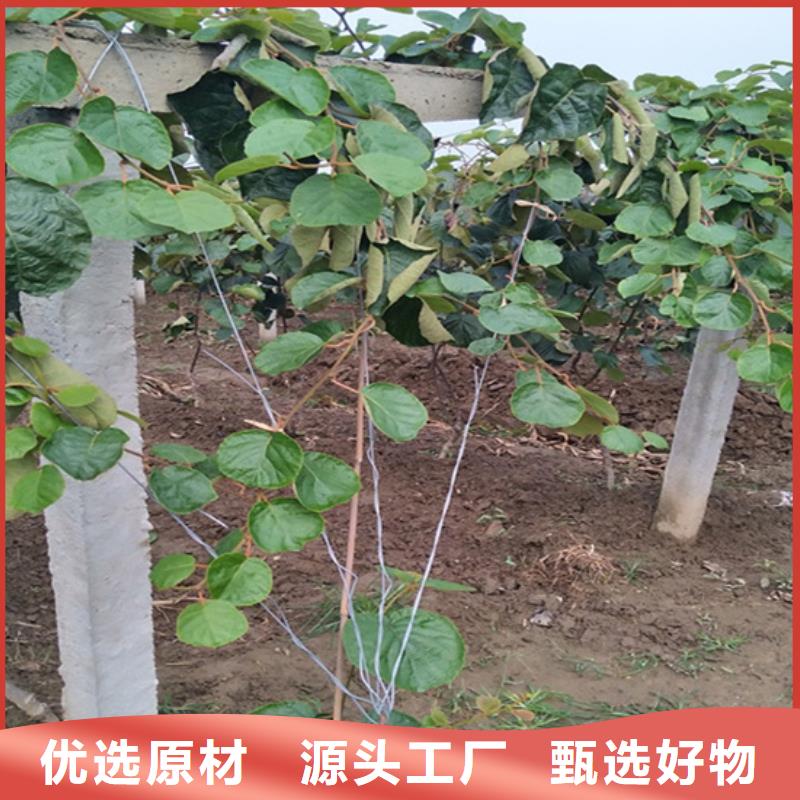 猕猴桃,樱桃苗实体诚信经营