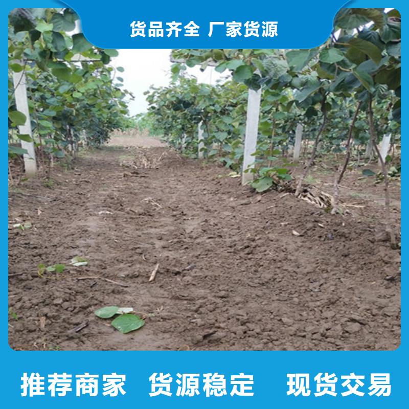 猕猴桃,石榴树资质认证