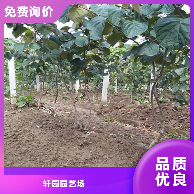 猕猴桃【西瓜苗】交货准时
