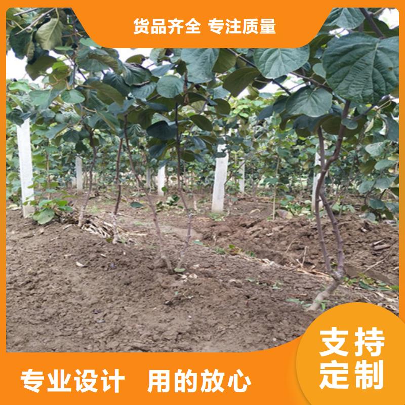 猕猴桃西瓜苗市场行情