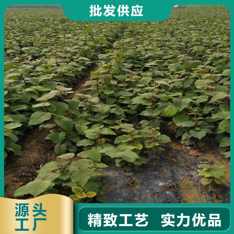 猕猴桃,石榴树资质认证