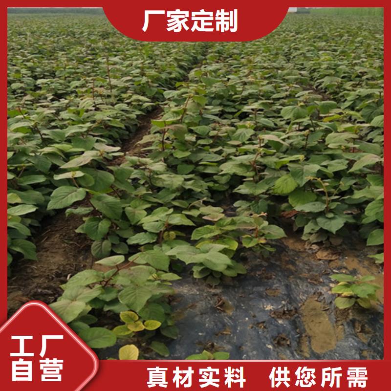 【猕猴桃】桃树苗快捷的物流配送