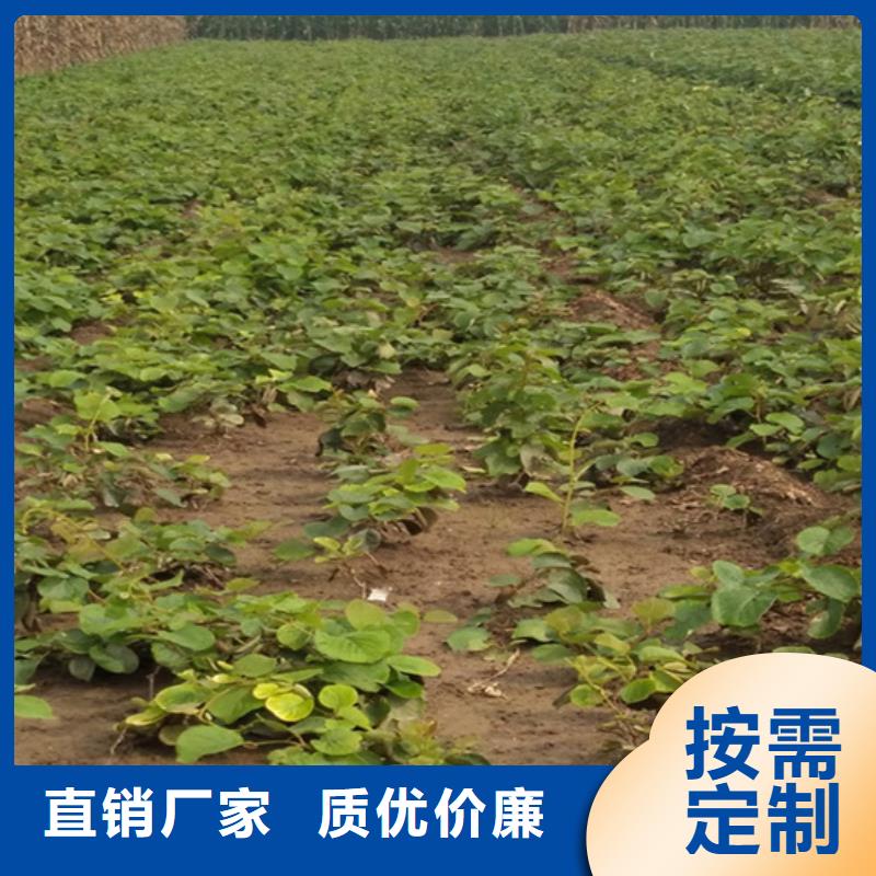 猕猴桃,桃树苗材质实在