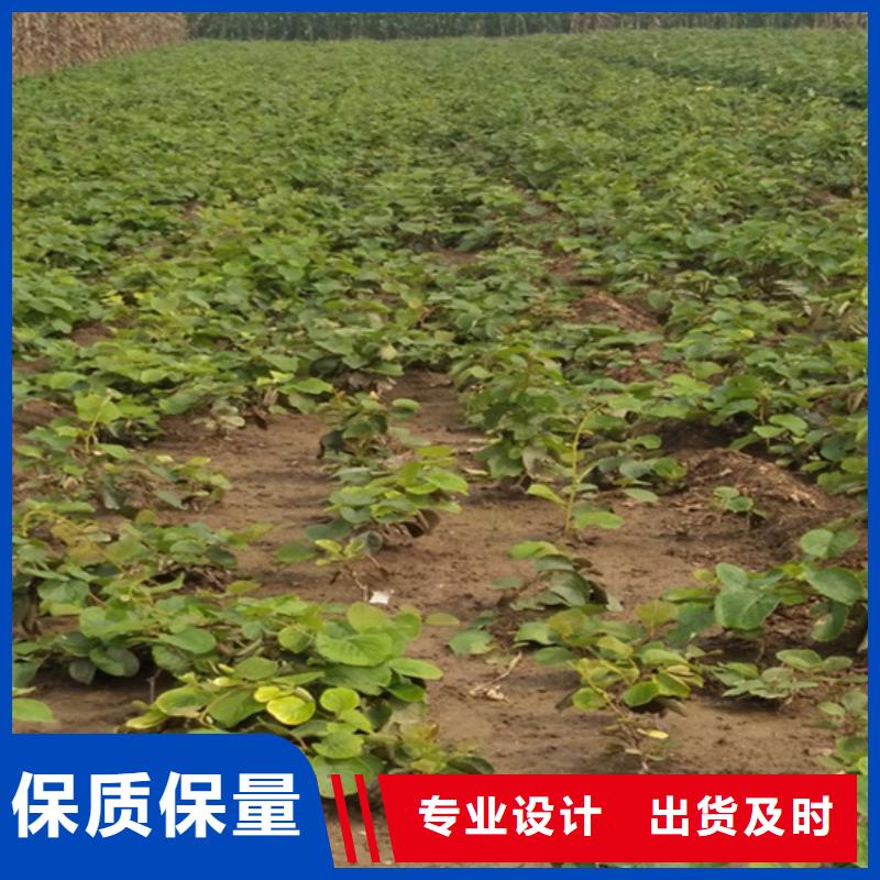 【猕猴桃】李树苗货源充足
