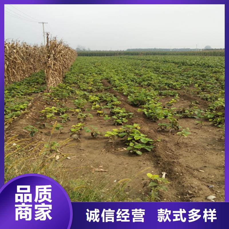 猕猴桃板栗苗工厂采购