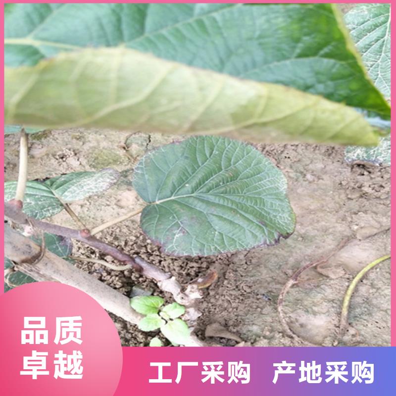 猕猴桃,樱桃苗优质货源