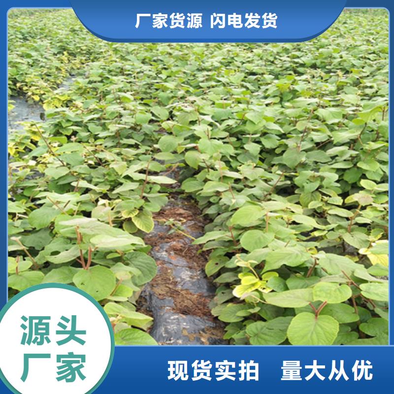 【猕猴桃】蓝莓苗有实力有经验