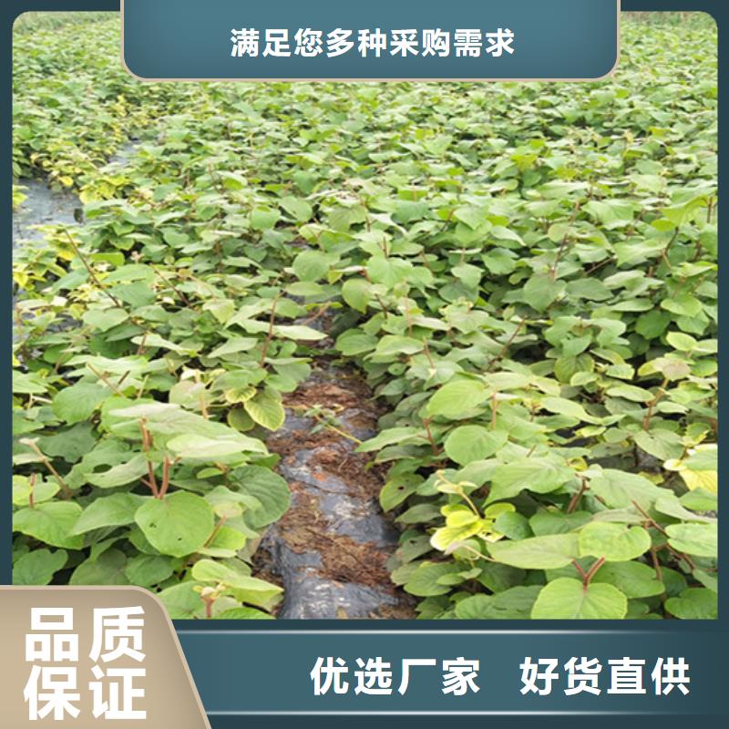 【猕猴桃】李树苗货源充足
