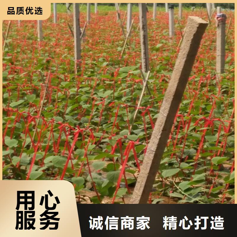 【猕猴桃】樱桃苗常年出售