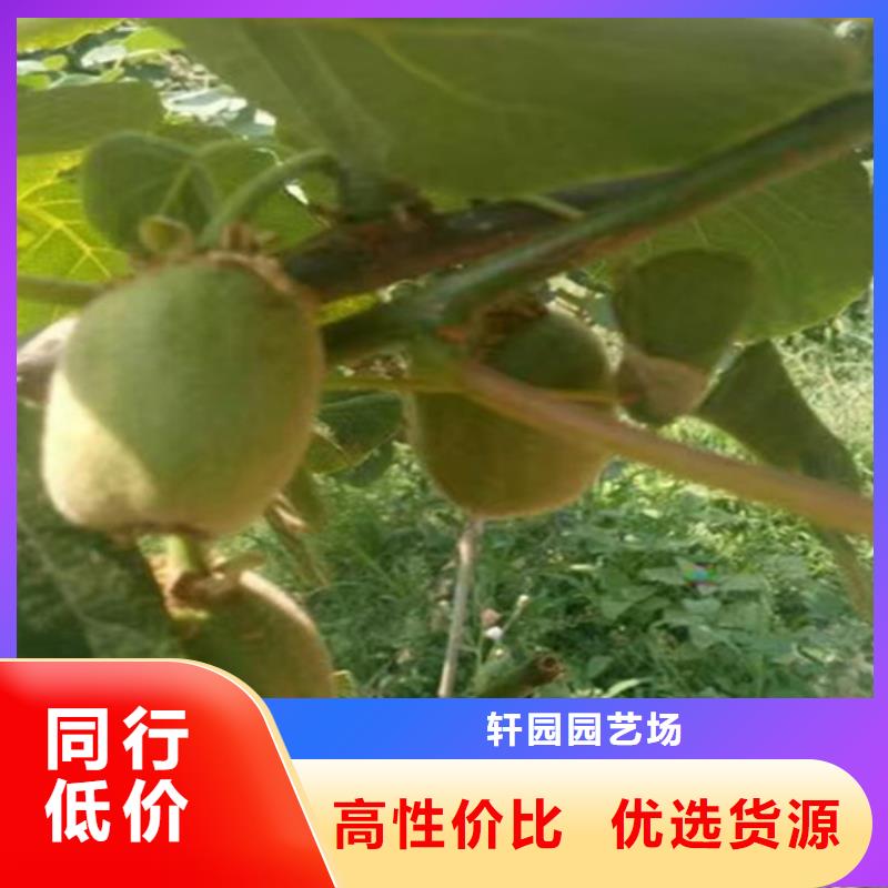 猕猴桃西瓜苗层层质检