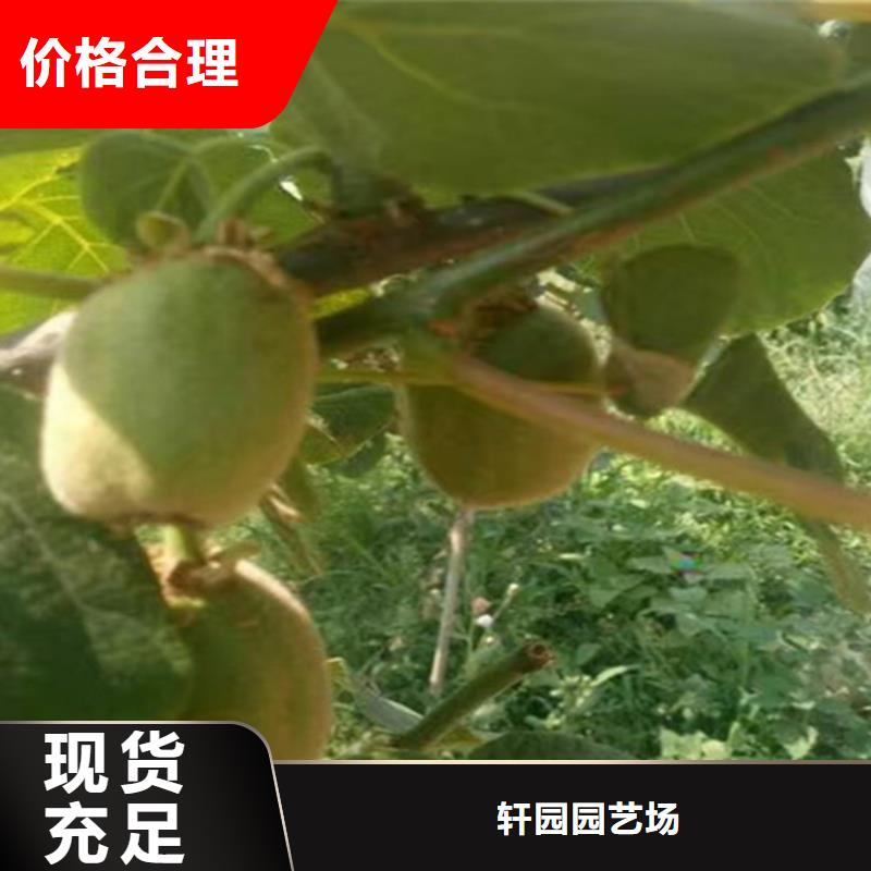 猕猴桃_黄瓜苗产地货源
