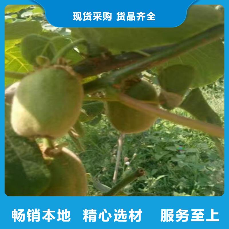 【猕猴桃】梨树苗厂家直销