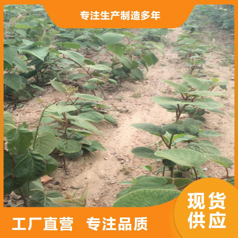 【猕猴桃】蓝莓苗有实力有经验
