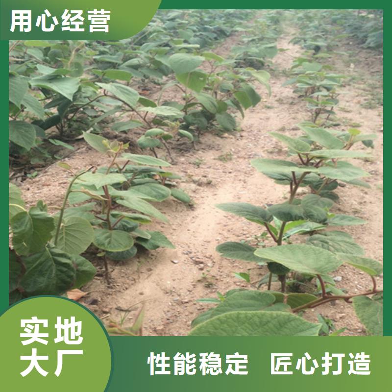 【猕猴桃】樱桃苗常年出售