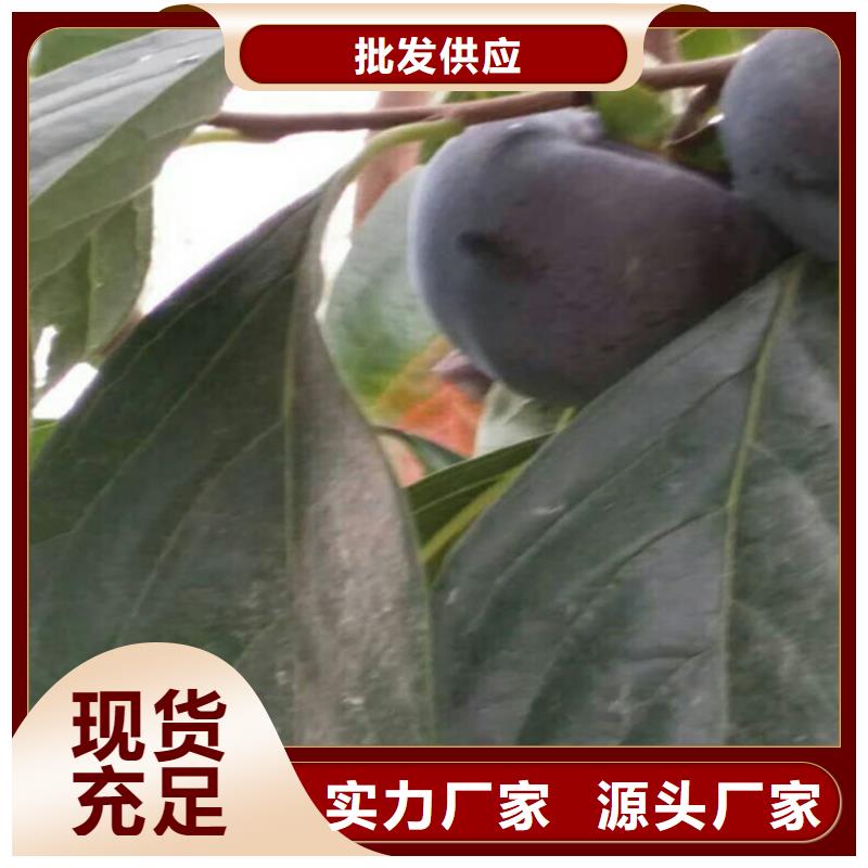 柿子_樱桃苗安心购