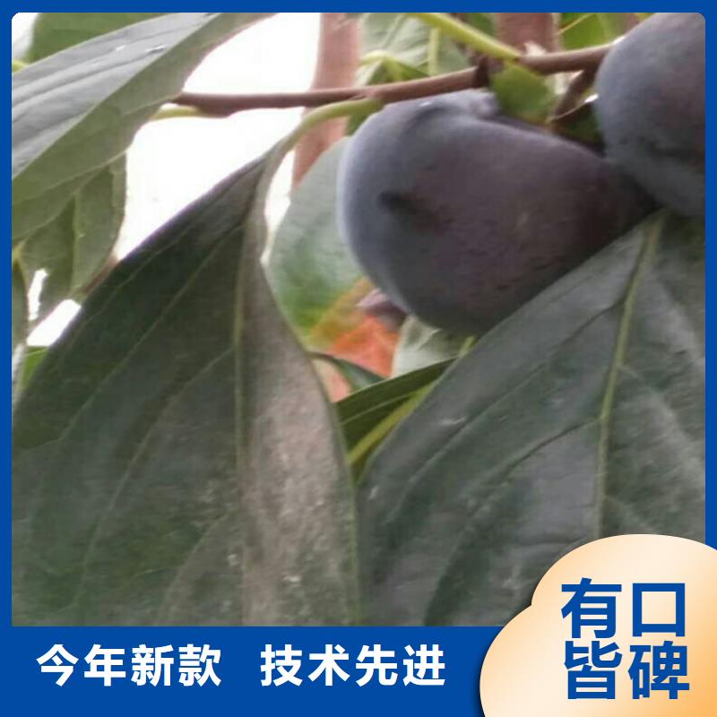 柿子_樱桃苗按需定制