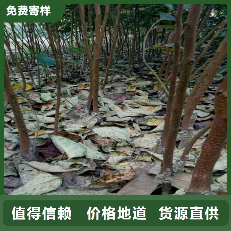 柿子桃树苗质量上乘