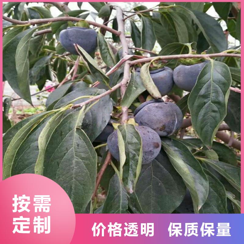 柿子无花果苗优选原材