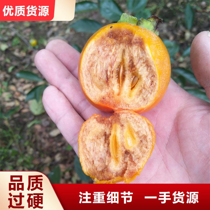 柿子-西瓜番石榴苗放心得选择