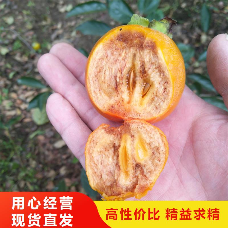 柿子石榴树多行业适用