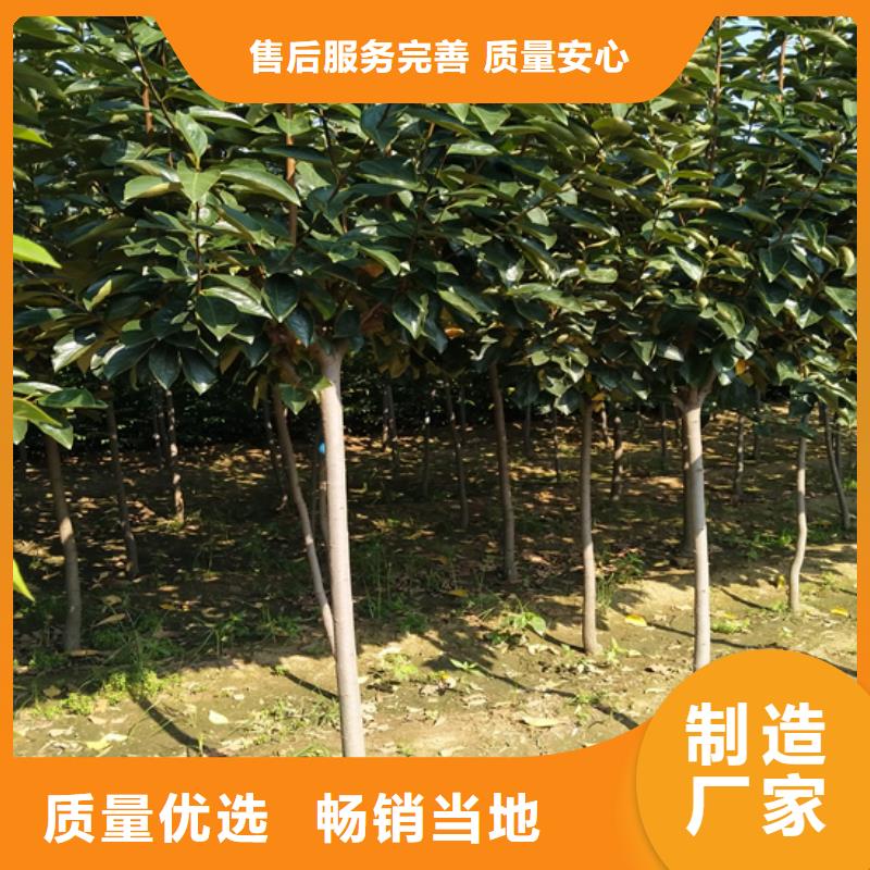 【柿子苹果苗品质值得信赖】