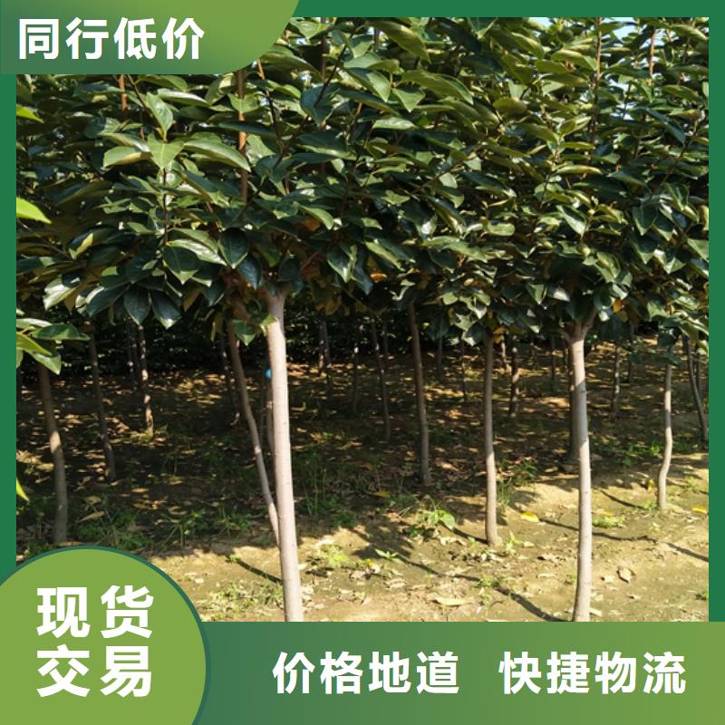 柿子_樱桃苗按需定制