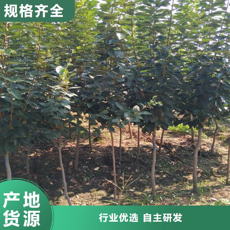 柿子_梨树苗一站式采购商家