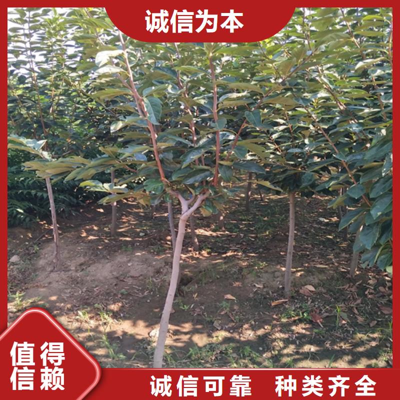 柿子樱桃苗欢迎来厂考察