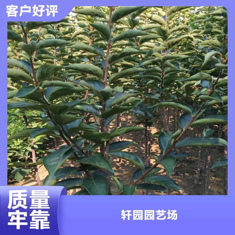 柿子无花果苗专业生产N年