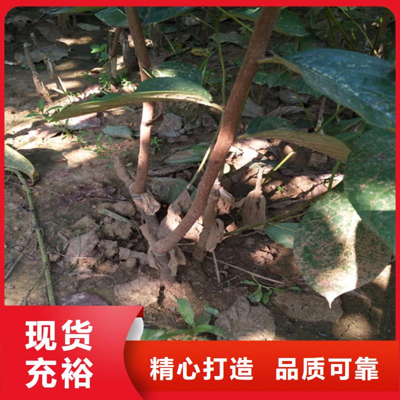 柿子-西瓜番石榴苗放心得选择