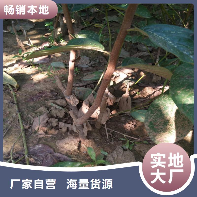 柿子红石榴苗基地批发供应