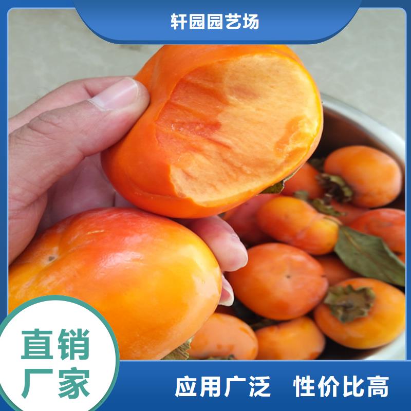 【柿子石榴苗优选好材铸造好品质】