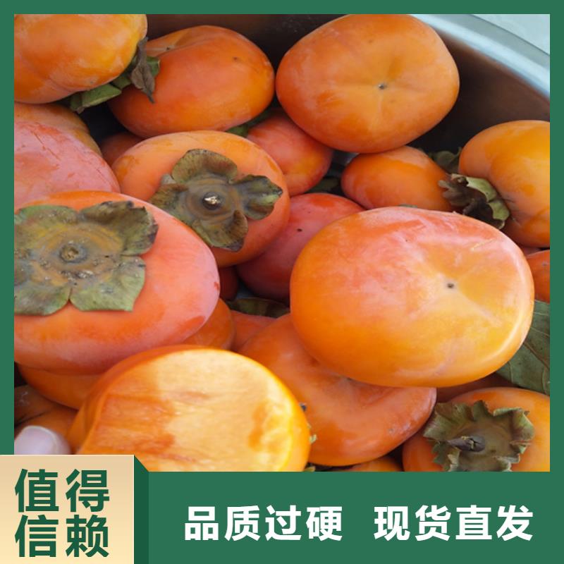 柿子苹果苗设备齐全支持定制