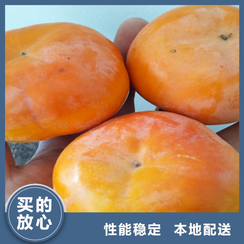 柿子桃树苗质量上乘