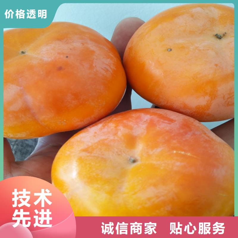 柿子猕猴桃苗源头直供