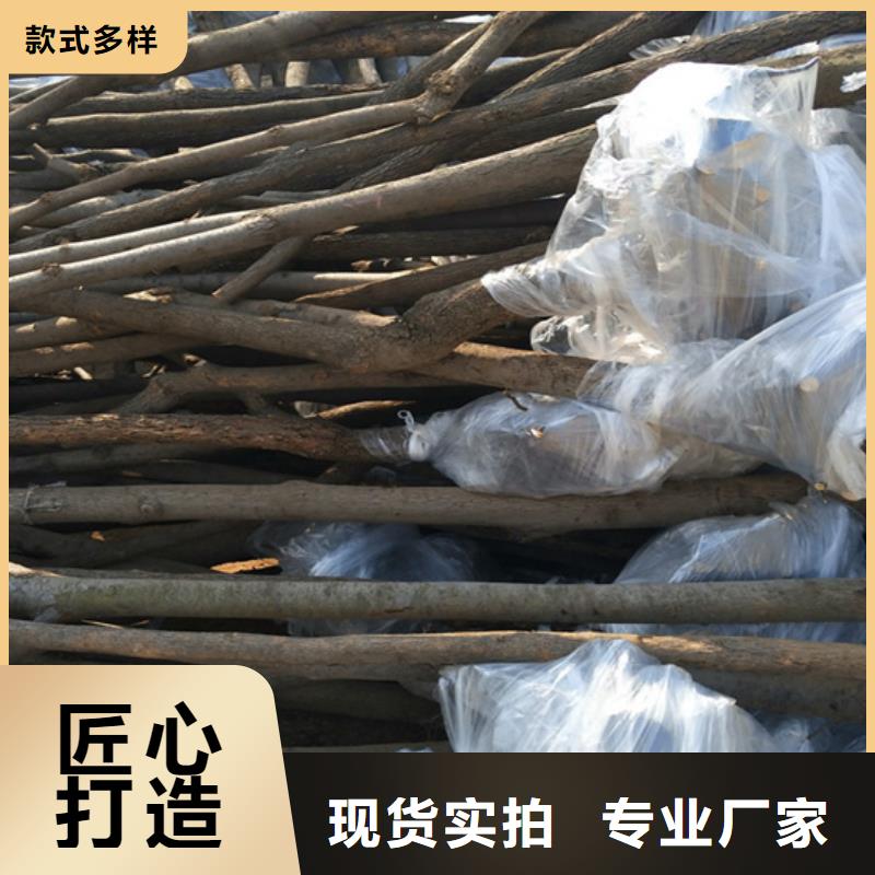 【柿子3公分软籽石榴苗品质保障售后无忧】