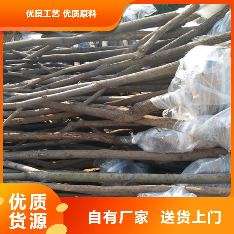柿子花椒苗专业设计