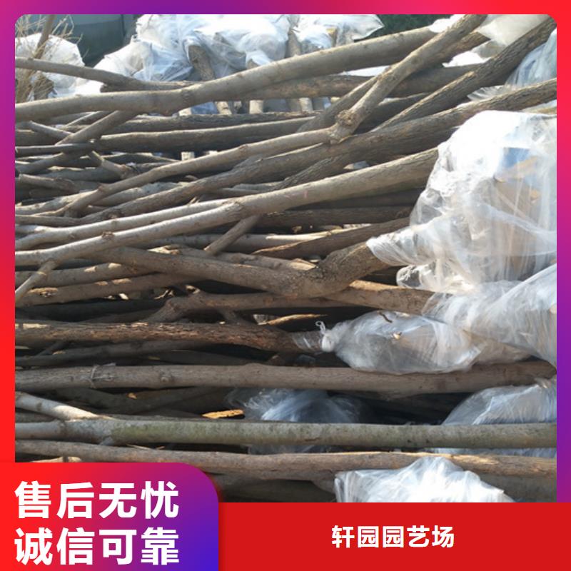 柿子苹果苗产地厂家直销