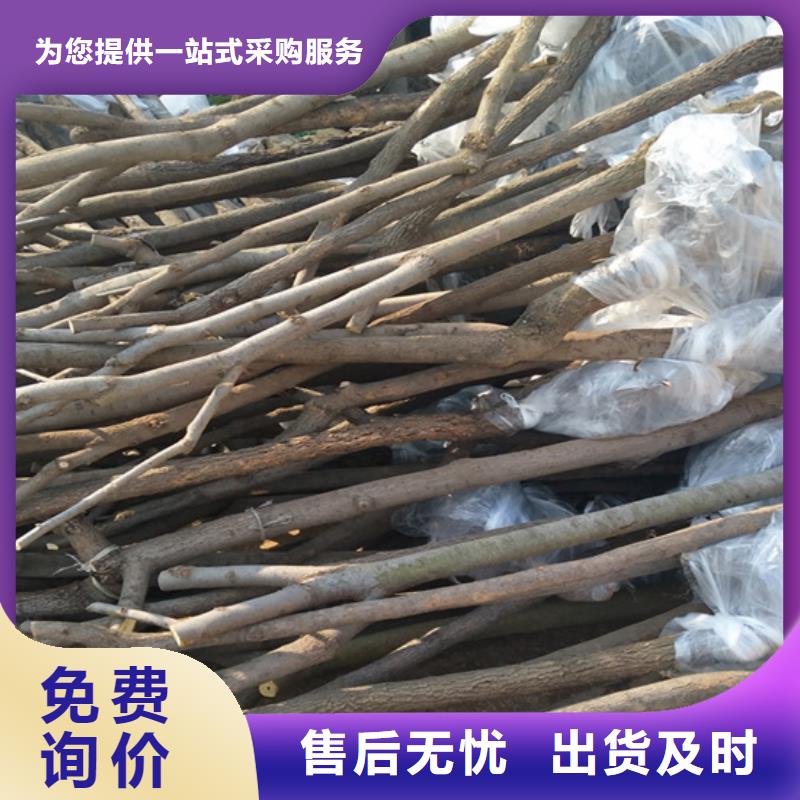 柿子奶油草莓厂家直销大量现货