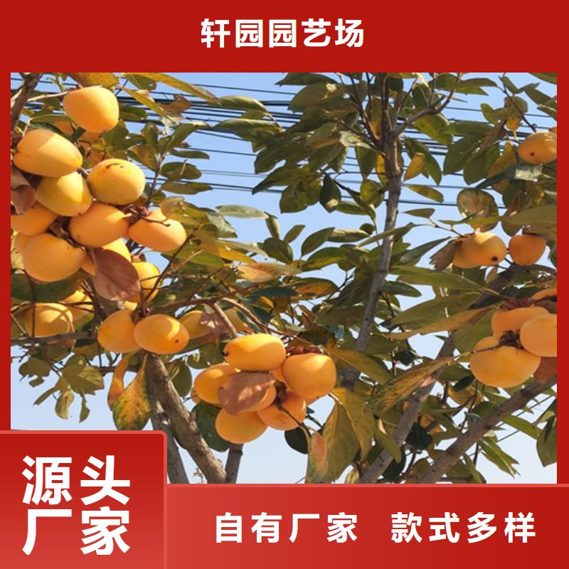 柿子樱桃苗满足客户需求