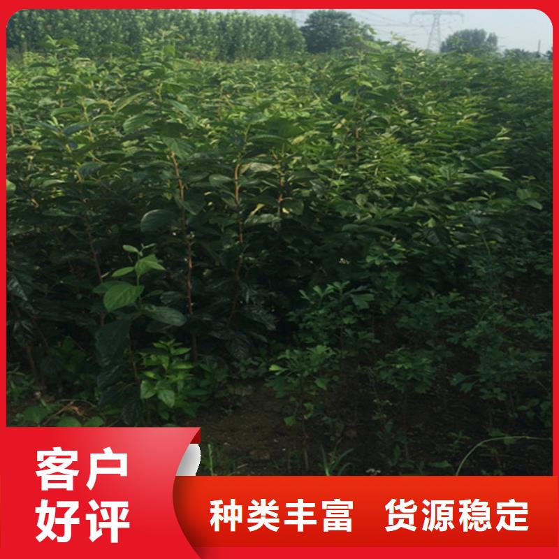 柿子梨树苗高标准高品质