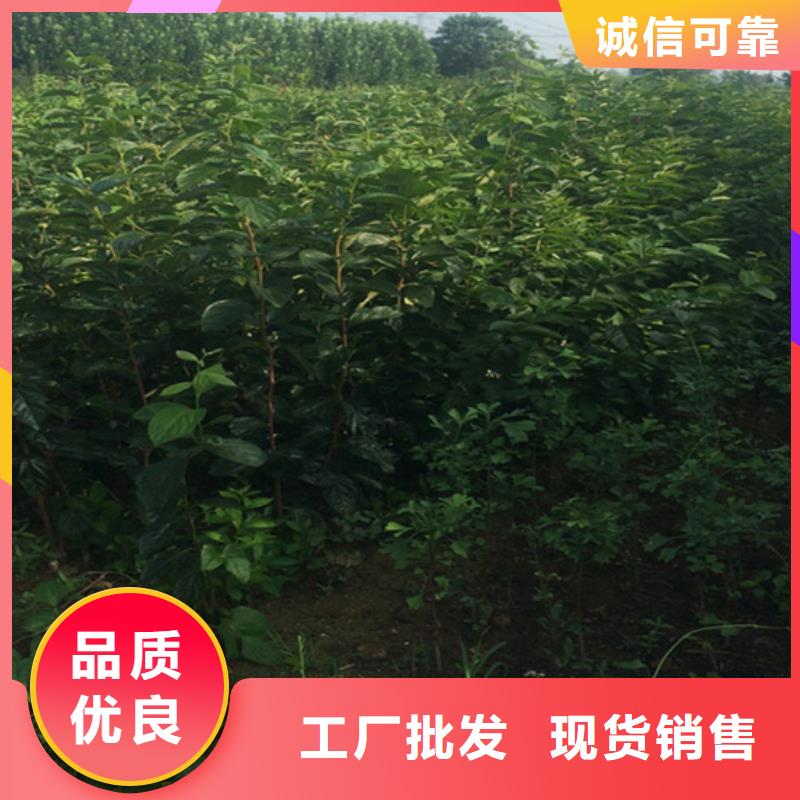 柿子【猕猴桃苗】材质实在