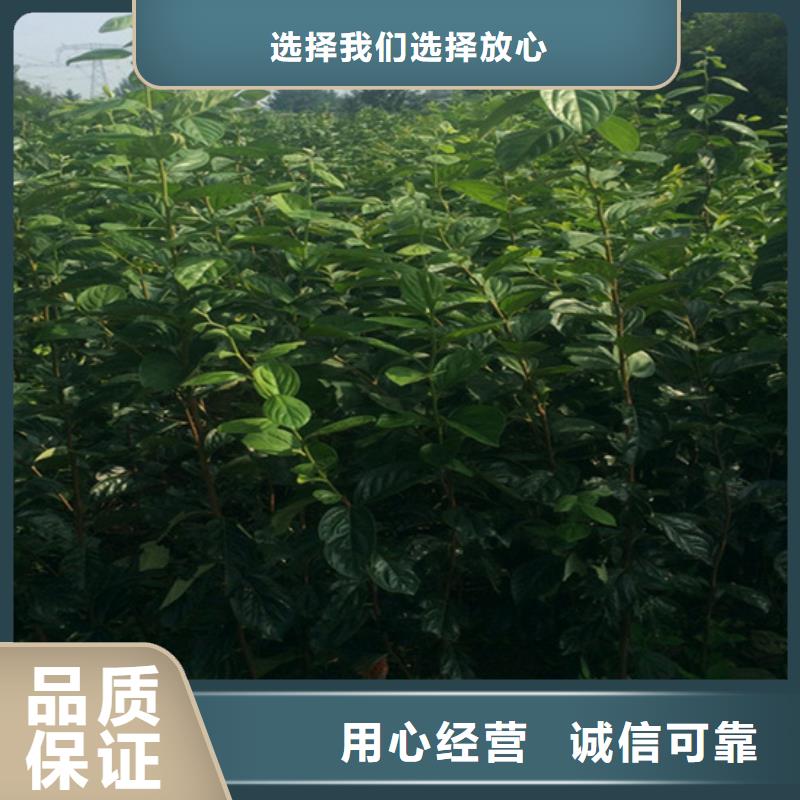 柿子-西瓜番石榴苗放心得选择