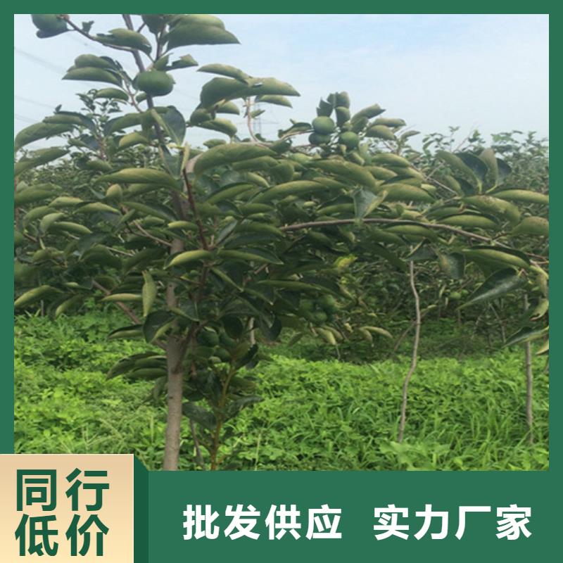 柿子樱桃苗欢迎来厂考察