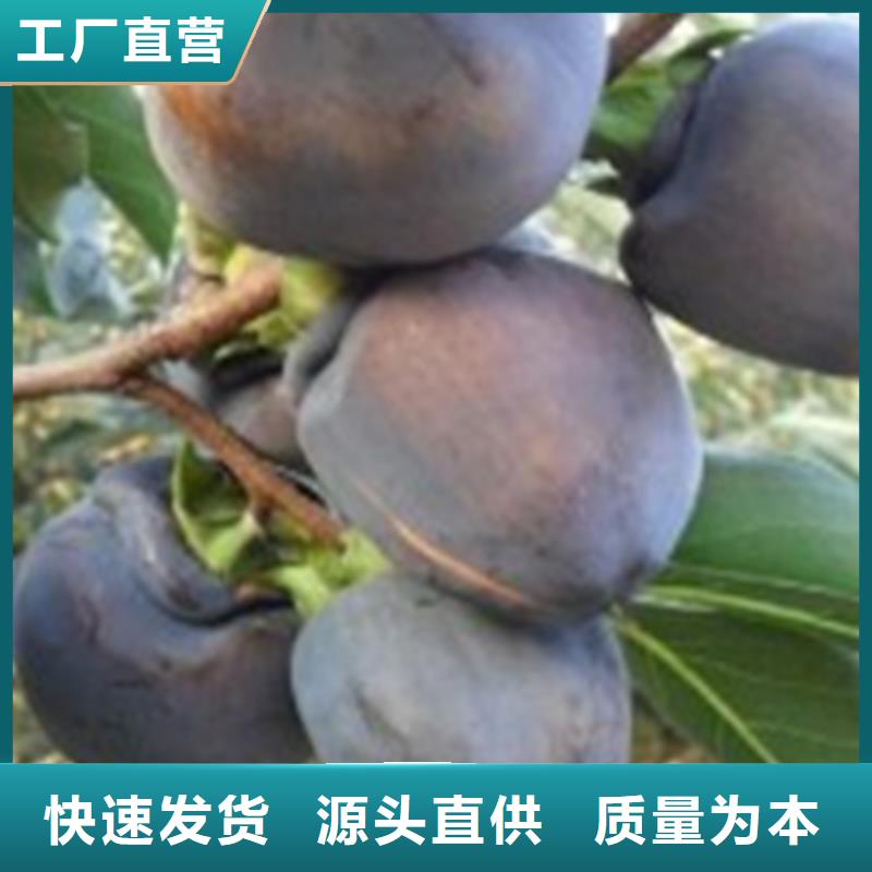 柿子,【桃树苗】助您降低采购成本