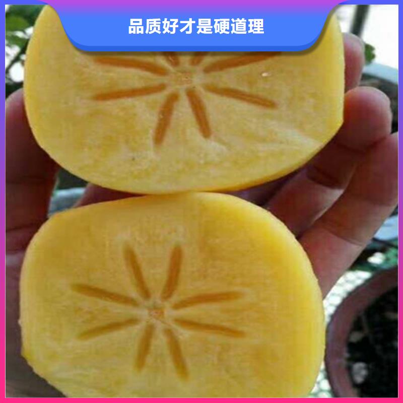 柿子樱桃苗欢迎来厂考察