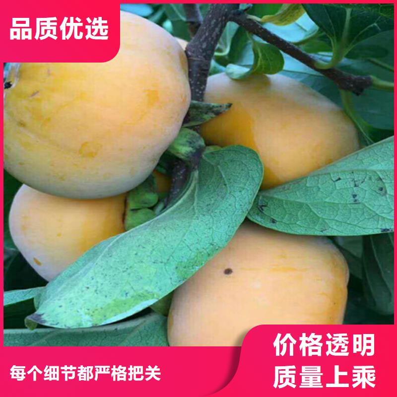 柿子奶油草莓厂家直销大量现货