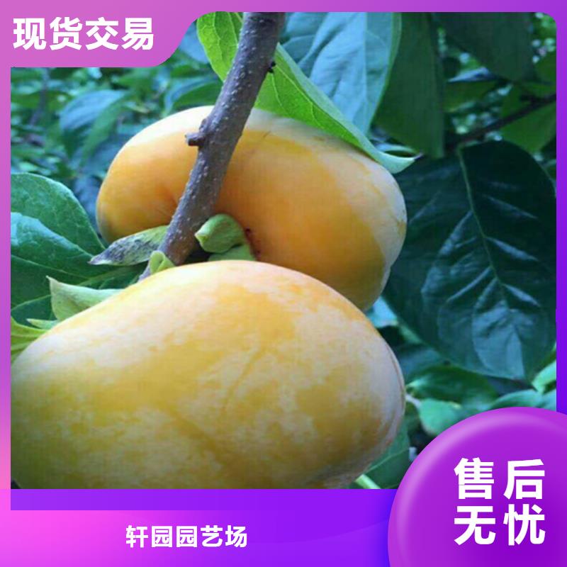 柿子樱桃苗满足客户需求