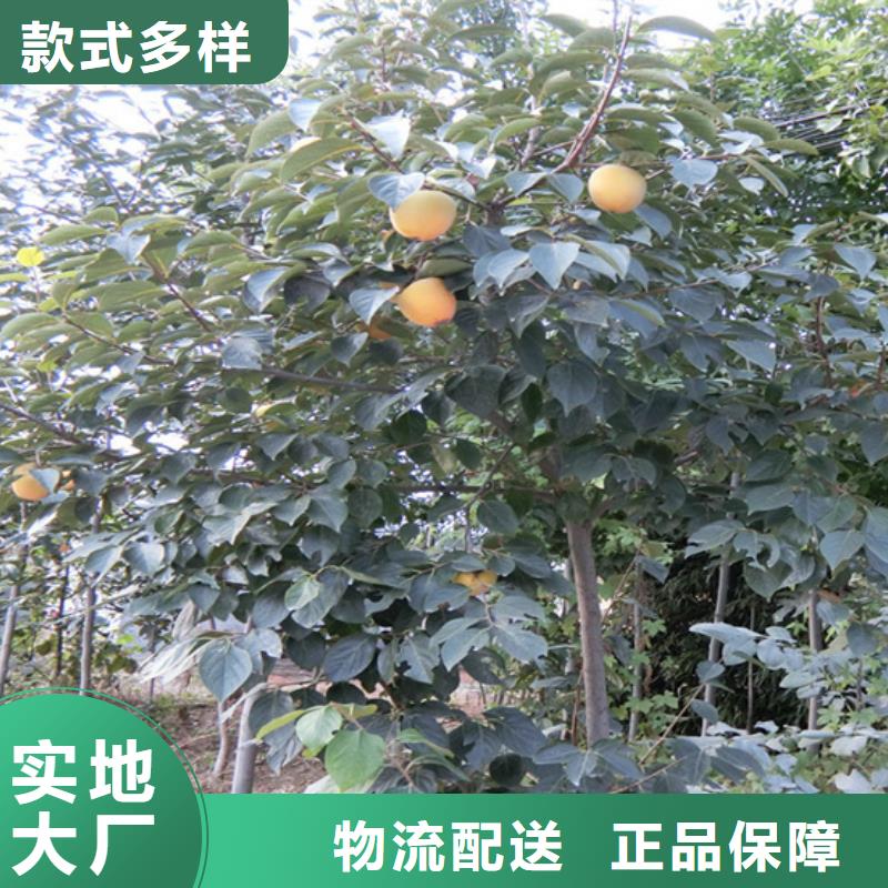 柿子桃树苗严格把关质量放心